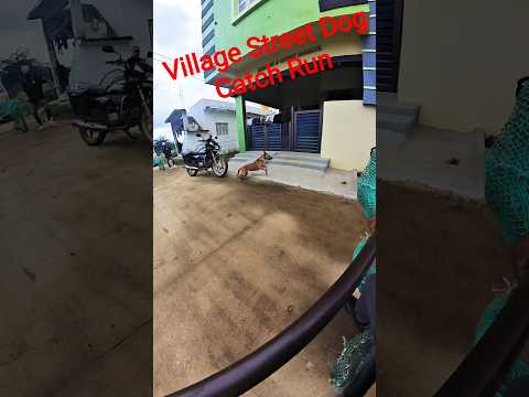 Village Open Area Trying To Catch Dog #shorts #youtubeshorts #dogshorts #dogcatching