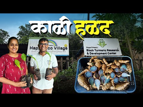 काळी हळदीच्या रोपांची विक्री | काळ्या हळदीचे फायदे | Black Turmeric Research And Development Center