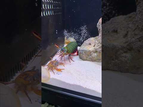 The Real fighting Mantis Shrimp Nature's Weapon with crab๐ซ