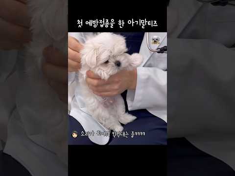 (250만뷰)첫 주사맞는 새끼말티즈 반응(삐용거림) #말티즈 #예방접종 #dogshorts