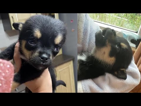 Tiny puppy with a huge head, dumped in the trash non stop crying in pain, fights like a warrior!