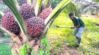 Inilah Yang Terjadi Ketika Kelapa Sawit Dipupuk 4 Kilo Sepohon