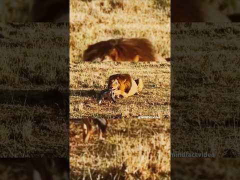 शेर को 15 किलो का जानवर कैसे दे रहा है ऑर्डर? 😱 | Lion Vs Jackal Secret! #animals #facts #science