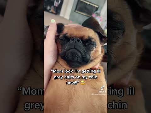 Puppy grows up ?? SAD!! #shorts #puppy #sad