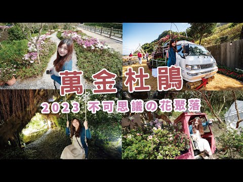 台北花季景點 | 萬金杜鵑花季 2023 賞日式花見小路來這裡 | #平戶杜鵑花 國際級杜鵑展覽 盛大登場 | 湧萬金 | 夜晚 #萬金杜鵑 夜景超美【冷娃一隊】萬里景點 | 可順路玩金山景點金山老街