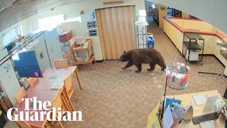 YouTube video thumbnail: Curious Black Bear Wanders Around California Library