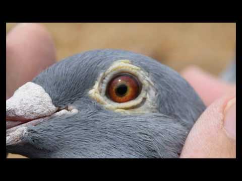 Extreme Long Distance Racing Pigeons For Sale - 07/2021