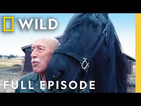 Dr. Pol's Super Bowl Stallion (Full Episode) | The Incredible Dr. Pol | Nat Geo Animals