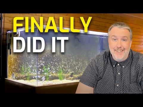 7 Things I Did to Improve My Aquariums (Game-Changing Tips for Better Tanks!)