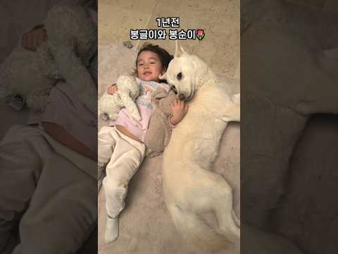 5년간 같이 자란 진돗개와 여자아이의 현재! 🙊