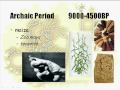 Mesoamerican Agriculture and Domestication