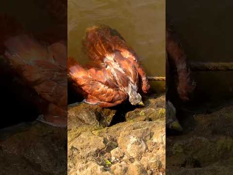 പരുന്തിനെ രക്ഷിച്ചു 🦅😱🥵 #islandbroz #eagle #birds #birdslove #eagles #wildlife #video #vlog