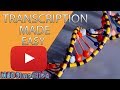 Understanding DNA and Transcription