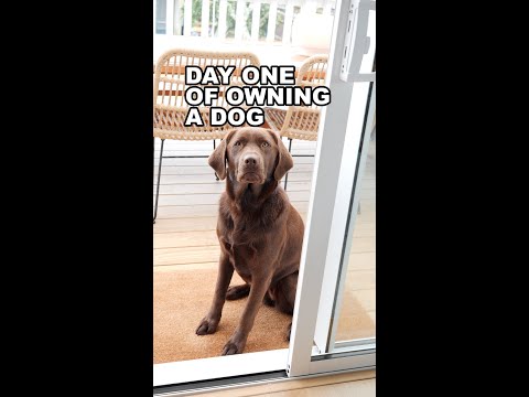 Day one of owning a dog… #shorts howtodog