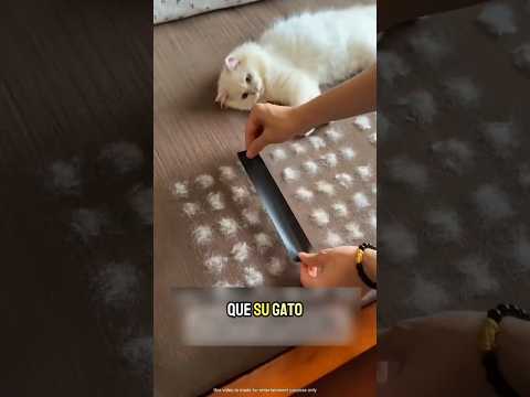 Probó TODO para quitar los pelos del gato… ¡y solo esto funcionó! #shortvideo