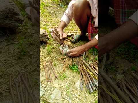 How to Grow Grape Vines from Cuttings the EASY Way! 🌱🍇 #shorts
