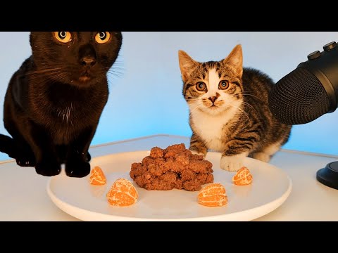 Cats Eating Cat Food ASMR