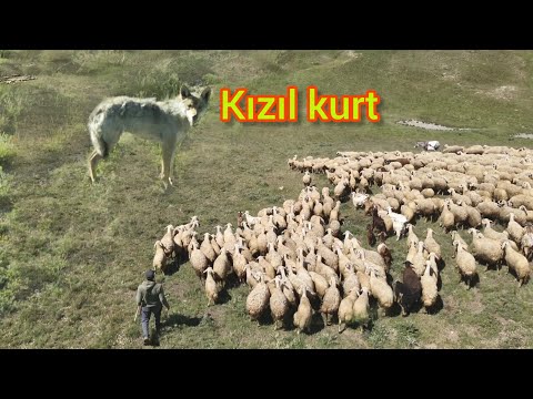 KIZIL KURT ADIM ADIM SÜRÜYE YAKLAŞTI ~SON ANDA YETİŞTİM ~KIRKIM SEZONU BAŞLADI