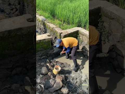 Bendungan kurasannya bocor Mulu #pets #ikan #riedwanrichie
