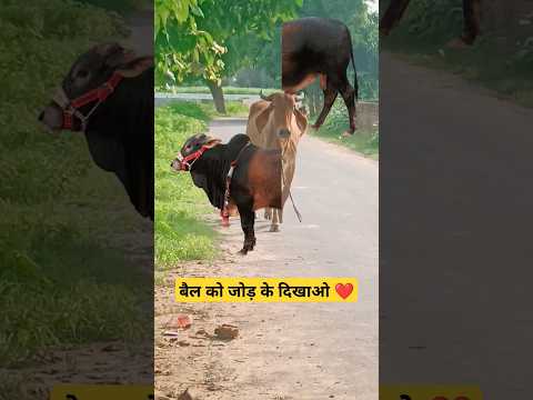 बैल को जोड़ के दिखाओ beelll ❤️ 95% fail #short #shortfeed #viralshort #trending  #shortvideo