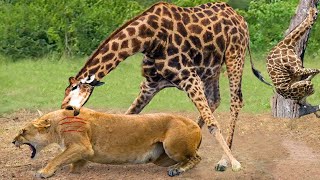 बच्चे की खातिर शिकारी से भिड़ गई मां| When Mother Animals Protect Their Babies From Predators