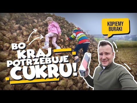 BO KRAJ POTRZEBUJE CUKRU! KOPIEMY BURAKI