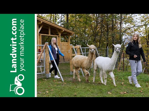 Alpakawirtschaft in der Fachschule Großlobming | landwirt.com