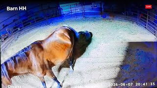 LIVE Foal Watch With Special Guests - Is Tonight The Night? Burrnadette 328 Days