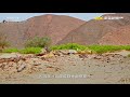Understanding Life with Lions