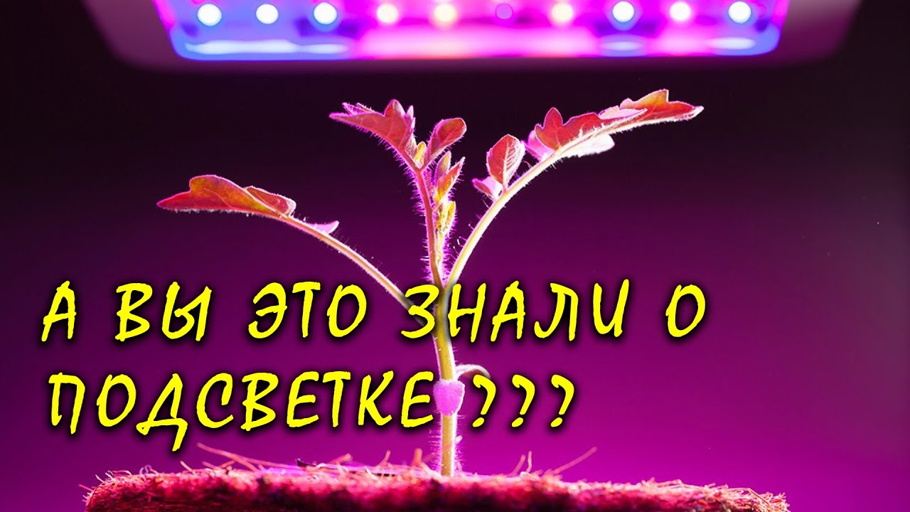 Подсветка для рассады: сколько и чем досвечивать? И как нас обманывают торговые сети?