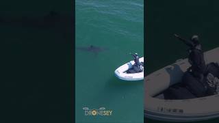 Great White Shark Comes Towards Inflatable Boat!