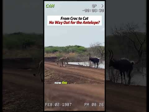 #wildlife #animals #wildanimals #lion #crocodile #antelope