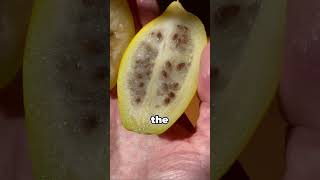 Top 5 Rarest Fruits You’ll Never See in Your Life