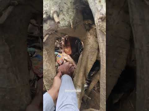 pria ini menemukan sarang burung d pohon besar#shortvideo