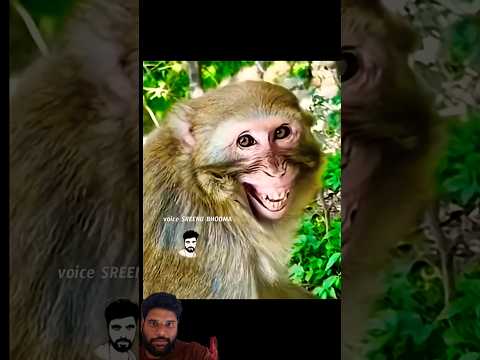 monkey funny video #funnyvideo #telugushorts