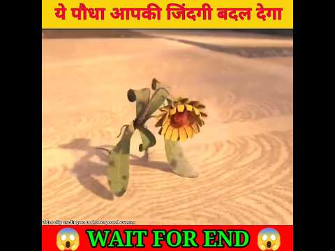 ये पौधा आपकी जिंदगी बदल सकता है ? #shorts #youtubeshorts #viral