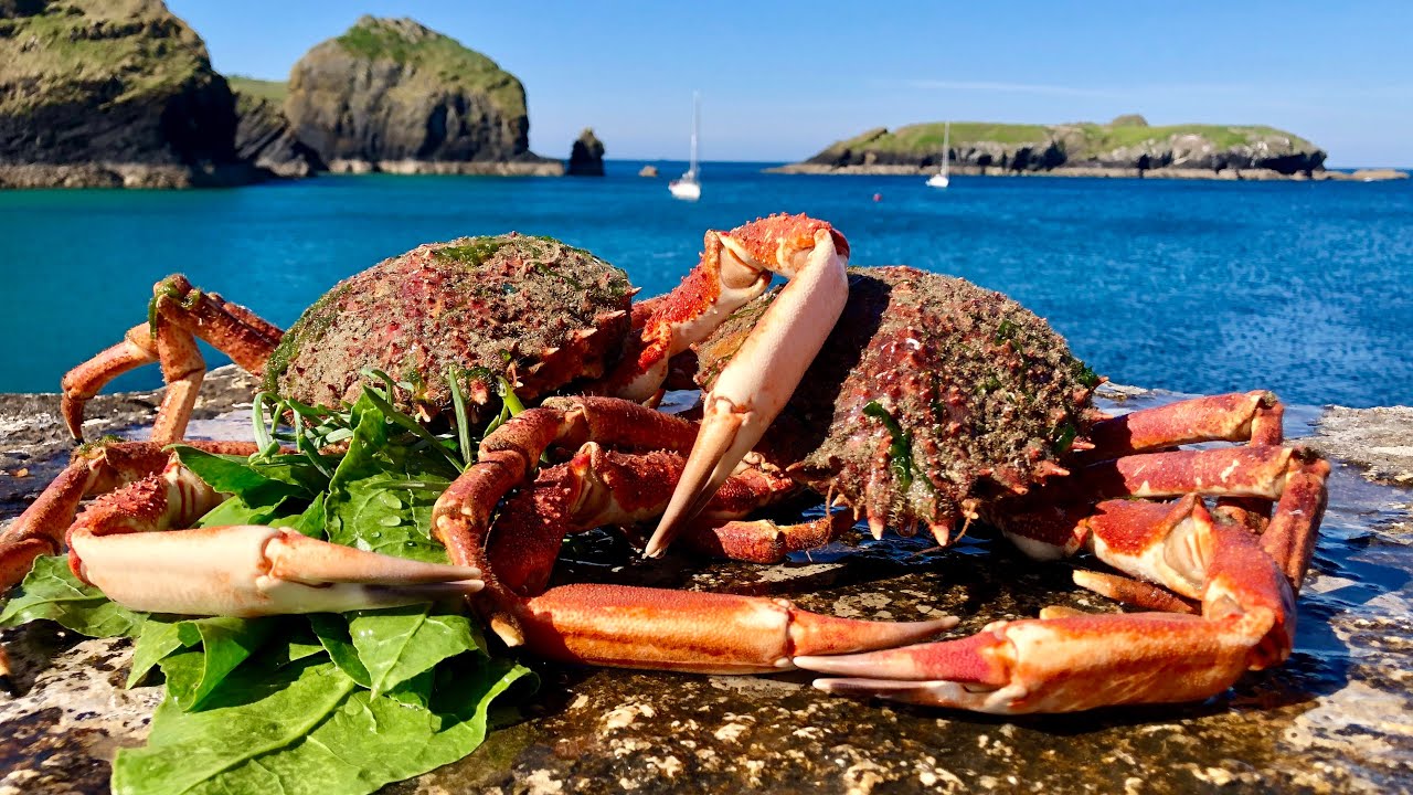 Coastal Foraging/Exploring - Diving for Spider Crab and Lobster with Beach Cook up Cornwall - The Fish Locker