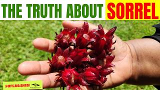 😲Doctors Agree… THIS Plant Lowers Blood Pressure Naturally! #sorrel