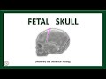 Fetal Skull Anatomy and Measurements