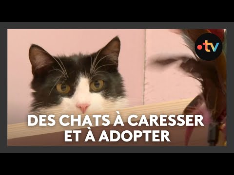 Un bar à chat pour faire des caresses et sauter le pas de l'adoption