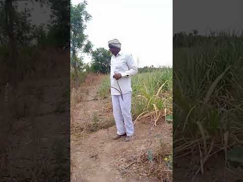 ??check groundwater with desi technique,पानी जांचा खेत में??