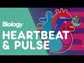 Exploring Heartbeat Mechanics and Valves