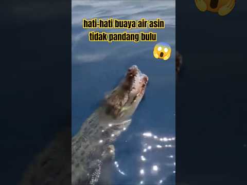 ganasnya buaya air asin #crocodile #buayamuara #shortsvideo