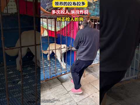 A Labrador Learns Respect – No More Biting! ✅ #dogtrainer #Shorts