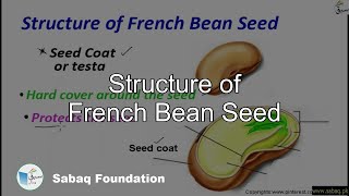 Structure of French Bean Seed