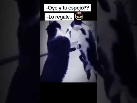 Que miedo, ni el michi lo esperaba 🙀👻#paranormal #miedo #viralvideo #fyp #terrors #asombroso