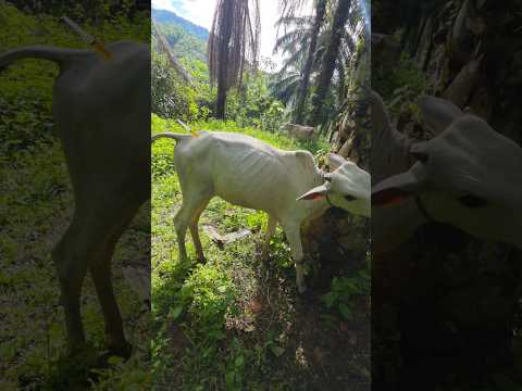 penyuntikan vitamin pada sapi bakalan #cow #animals #shorts