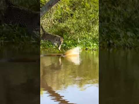 A onça também erra as vezes 🐆🦎