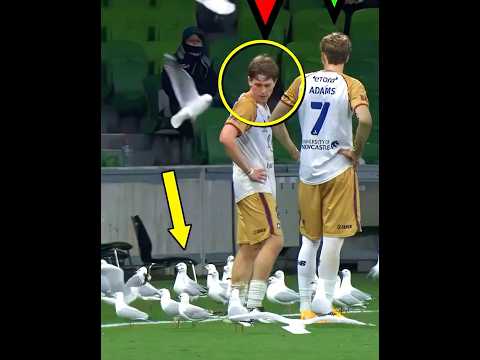 Animals vs Players + HIM