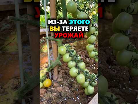 Никогда не поливайте помидоры так! Урожай под угрозой #огород #дача #помидоры